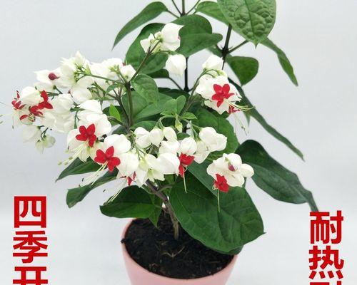 四季都盛开的花是什么花（有关四季常见的花卉）