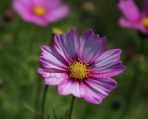 格桑花种子怎么种（格桑花种植方法和时间）