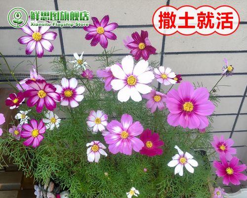 格桑花种子怎么种（格桑花种植方法和时间）