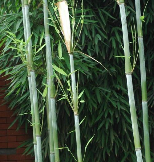 竹子的种类有哪些（养的竹子品种）
