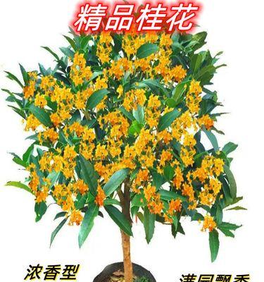 桂花怎么养殖（桂花养殖方法与技巧）