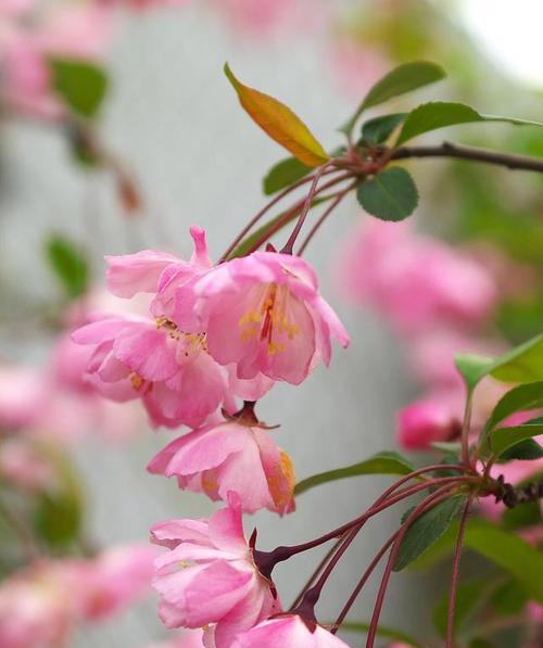 海棠花的花语与传说（海棠花的深情与坚毅）