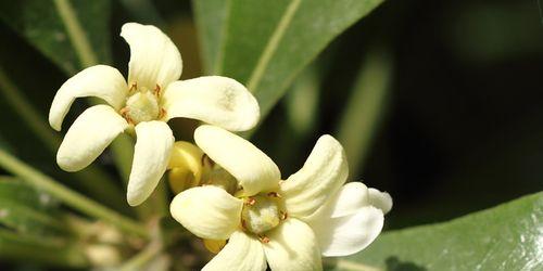 迎春花盛开，海桐花语传情（花海中的浪漫与祝福）