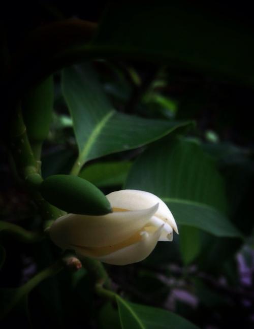 含笑花花语（发掘美丽的微笑花朵）