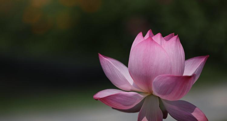 荷花（荷花——生命中的守护者）