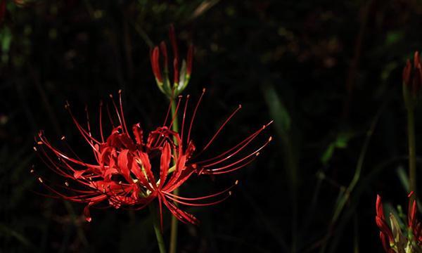 黑色彼岸花（探索黑色彼岸花的神秘诠释与意义）