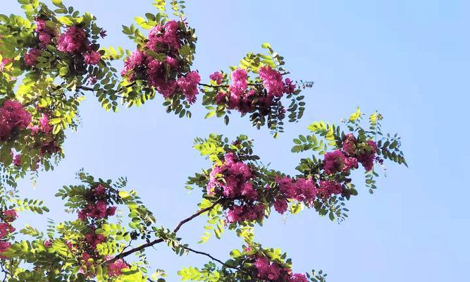 红花刺槐花语（红花刺槐——热爱与希望的化身）