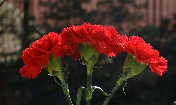 红色康乃馨的花语和寓意（红色康乃馨传递爱情的浪漫和激情）