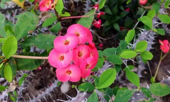 虎刺梅花语（深入解读虎刺梅花的象征意义）