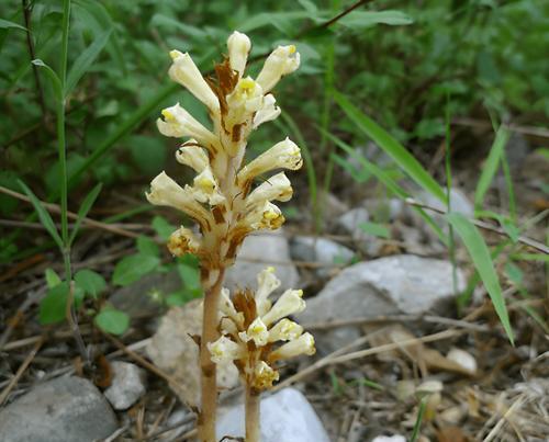 虎尾草的花语（用心守护）