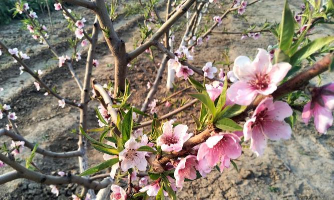 花芽分化（探索植物中神奇的花芽分化过程）