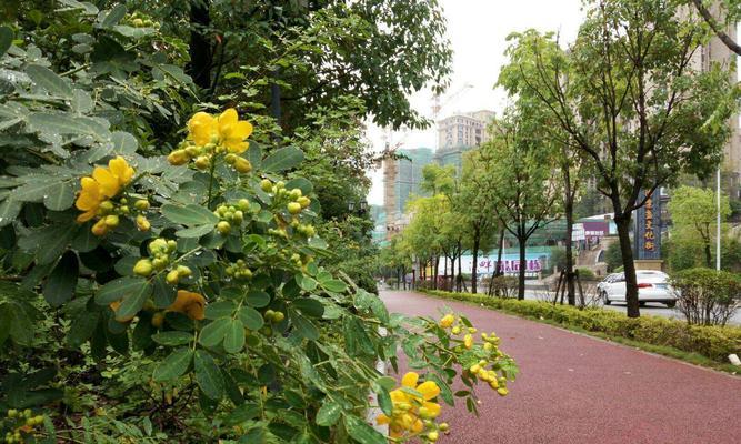 黄槐花的花语（唤醒心灵的黄槐花）