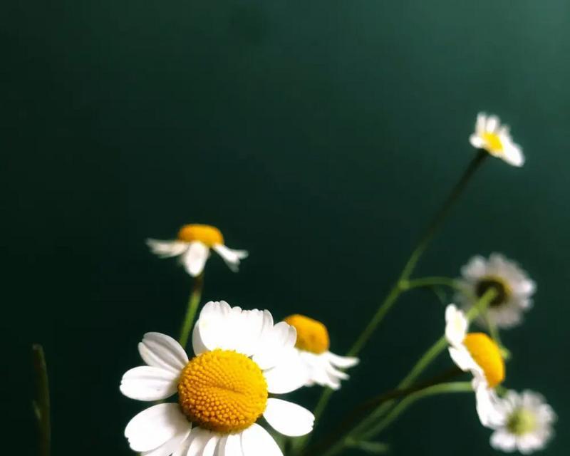 黄色雏菊的花语与寓意（探寻黄色雏菊的花语和象征意义）