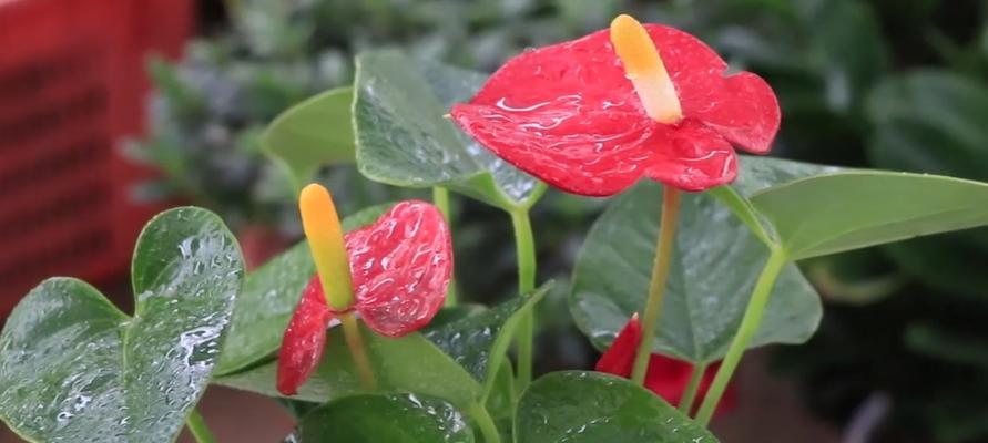 火鹤花的寓意——繁荣与希望（追求自由与美丽的自然灵感之花）