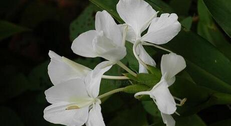 姜花的花语和寓意（探索姜花的花语和蕴含的意义）