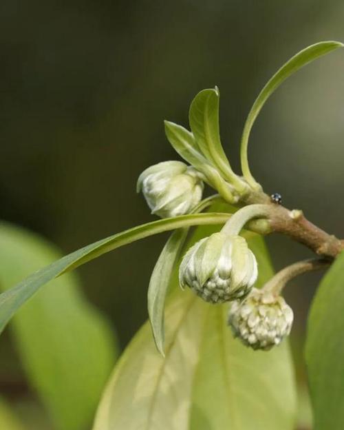 以结香的花语及传说故事（以结香花的含义与美丽神话传说）