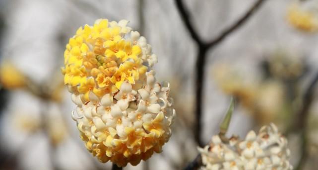 以结香的花语及传说故事（以结香花的含义与美丽神话传说）