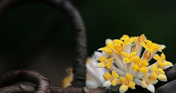 以结香的花语及传说故事（以结香花的含义与美丽神话传说）