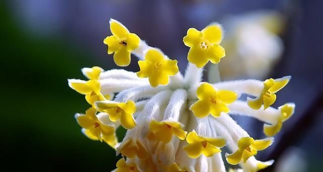 以结香花的寓意是什么（探寻以结香花的象征意义及文化内涵）