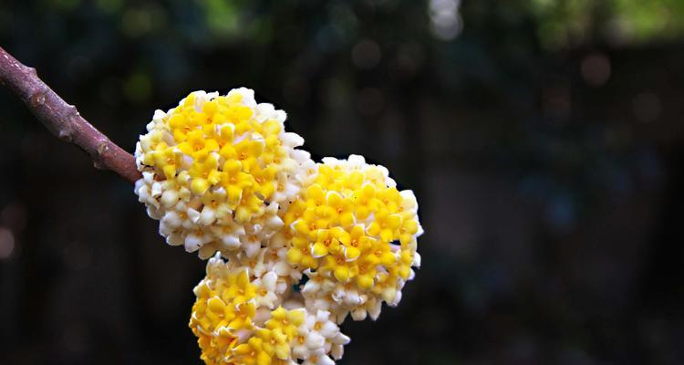 以结香花的寓意是什么（探寻以结香花的象征意义及文化内涵）