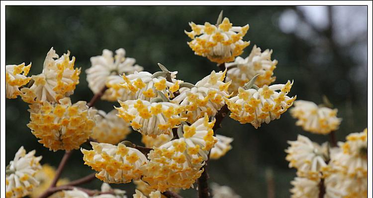 以结香花花语之美（传递爱与祝福的花朵语言）