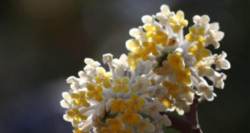 以结香花花语之美（传递爱与祝福的花朵语言）