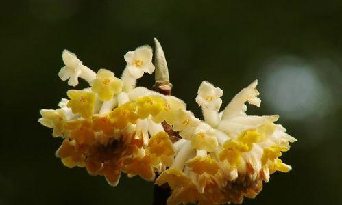 以结香花花语之美（传递爱与祝福的花朵语言）