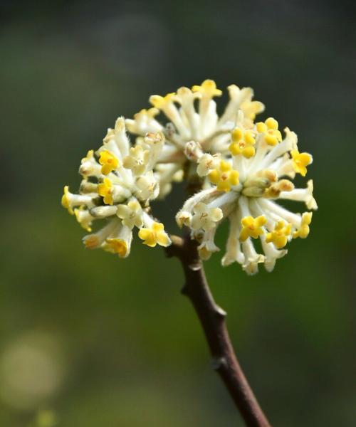 以结香花语的含义与传承（香花语的文化意义与象征）