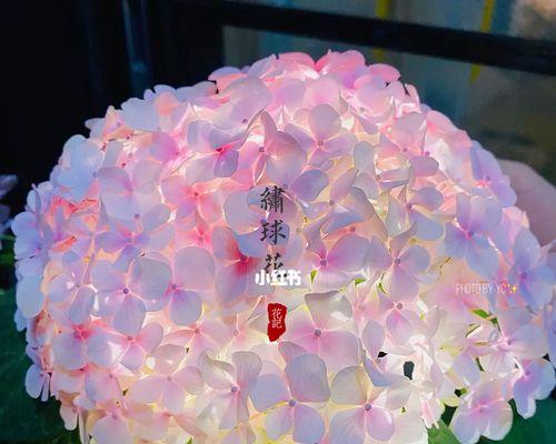 花花语是背叛吗（揭秘花花语的真正含义）