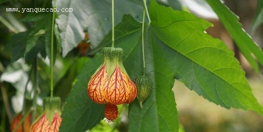 金铃花的花语与寓意（探寻金铃花的神秘花语）