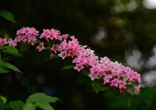 锦带花的花语与寓意（揭示花朵背后的秘密）