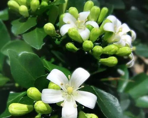 九里香的花语与寓意（揭秘九里香花的神秘力量）