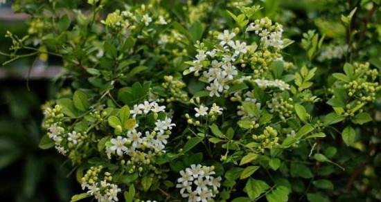 九里香花语的含义与传承（揭开九里香花语的神秘面纱）