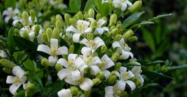 九里香花语的含义与传承（揭开九里香花语的神秘面纱）