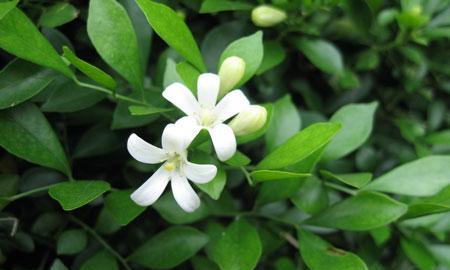 九里香花语的含义与传承（揭开九里香花语的神秘面纱）