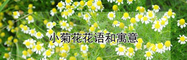 菊花的花语与寓意（菊花之美）