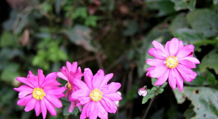 菊花的花语与寓意（传递情感的花朵）