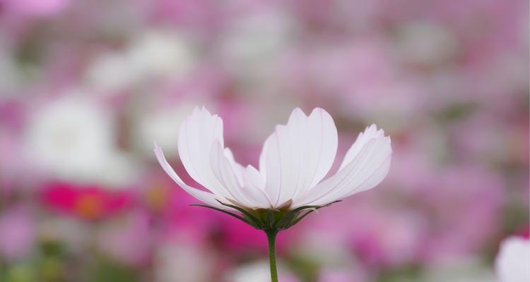 菊花的花语与寓意（传递情感的花朵）