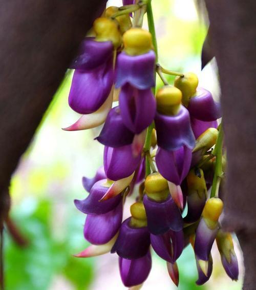 孔雀花的花语与寓意（探究孔雀花的象征意义及其文化内涵）