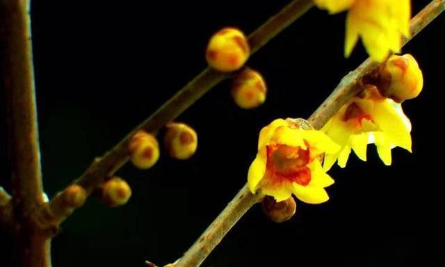 腊梅花的花语与意义（探寻腊梅花花语的含义）