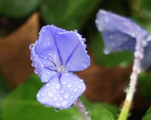 以蓝花丹的花语是什么（探寻蓝花丹的意义与象征）