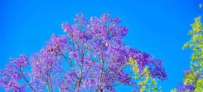 蓝花楹花语——爱的承诺（绽放永恒的爱）