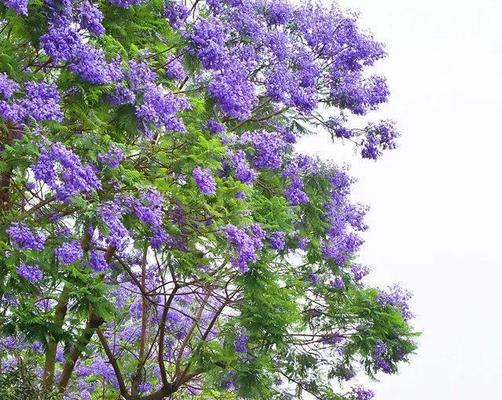 蓝花楹花的寓意与象征意义（探寻蓝花楹的花语与心灵寄托）