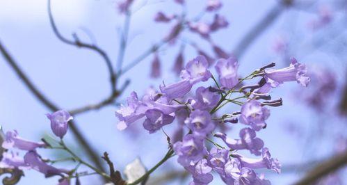 蓝花楹花的寓意与象征意义（探寻蓝花楹的花语与心灵寄托）