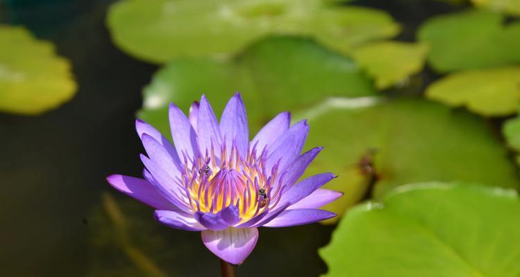 蓝莲花（揭开蓝莲花的多重寓意）