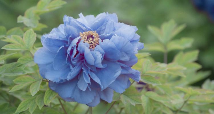 蓝色牡丹花的神秘象征意义（揭开蓝色牡丹花的意义之谜）