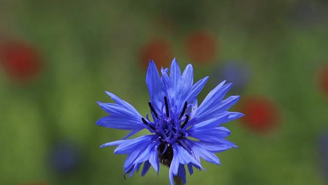 蓝色矢车菊的花语和寓意（探究蓝色矢车菊的象征意义）