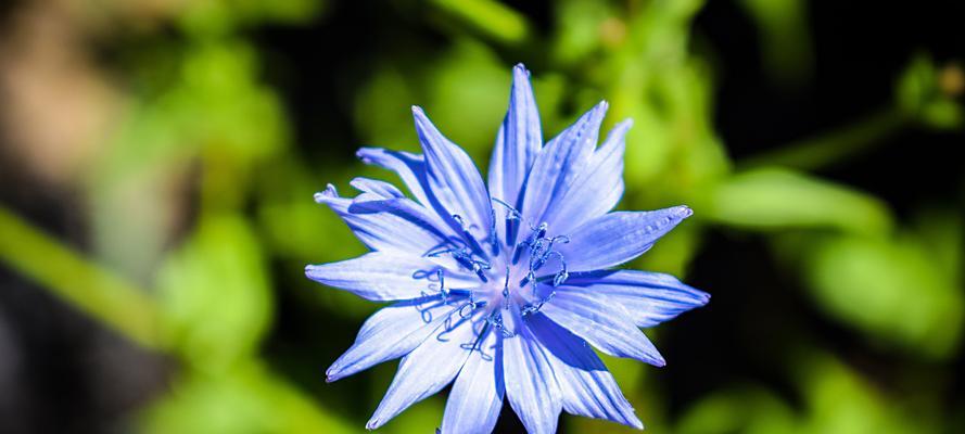 蓝色矢车菊花语（探索蓝色矢车菊的花语及其象征意义）