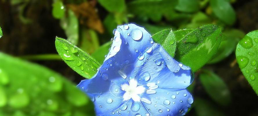 蓝色紫罗兰花语与生活的启示（秋日花海中的宁静之美）