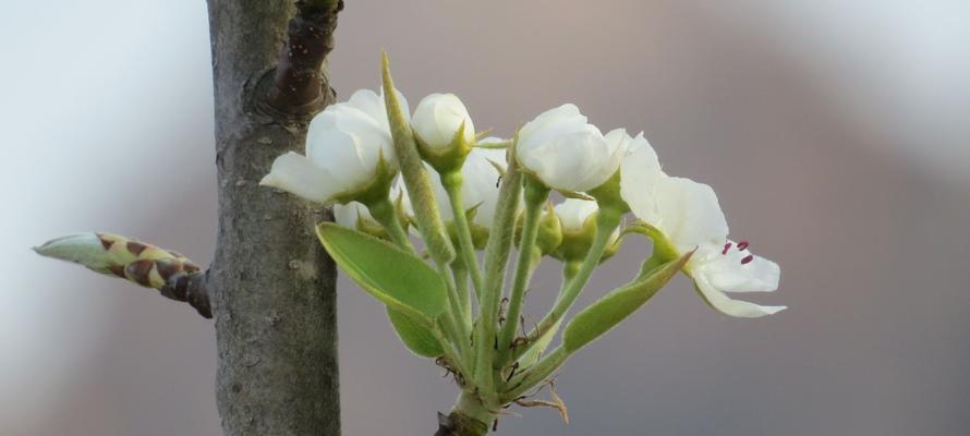 梨花的花语与象征意义——纯洁与美丽的化身（寓意深远的梨花）